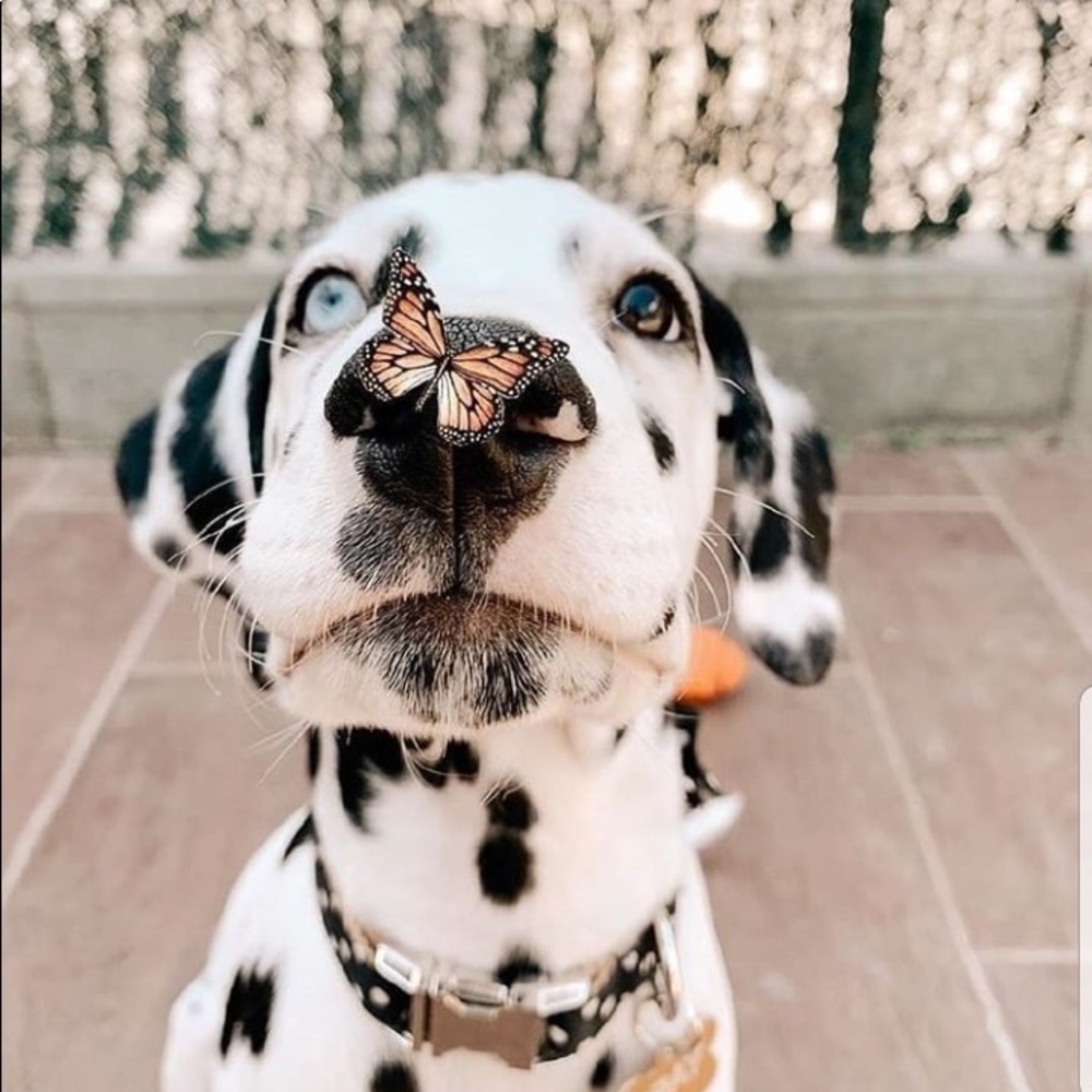 Meet your Posher, Cynthia